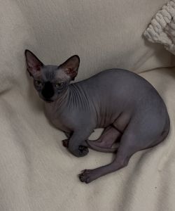 1 1/2 year old bambino