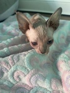 Sphynx Calico Kittens