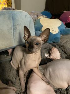 Sphynx kitten needs forever home.