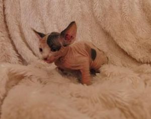 male and female Sphynx Kittens for sale now