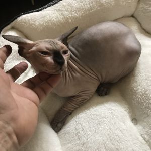 Sphynx kittens