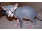 Sphynx Girl /boy Available