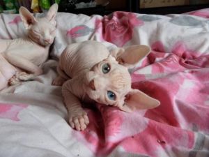 Very Unique Sphynx Kitten (***) *** ***0