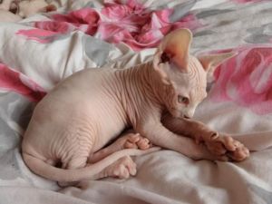 Adorable Sphynx Kitten (***) *** ***0