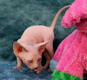 Sphynx Kittens Available Now