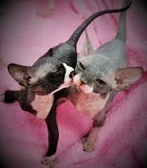 Beautiful Sphynx kittens Available