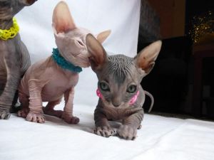 Sphynx kittens available