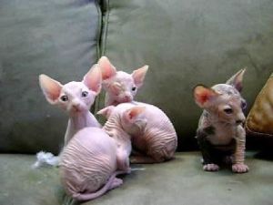 Don't miss out on these Sphynx Kittens