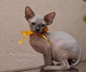 Loving Hairless Sphynx kittens