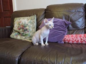 Champions Bloodlines Sphynx Boy