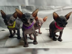 Adorable Sphynx kittens.