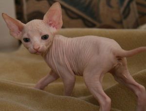 Two Sphynx Kittens