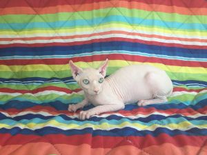 Beautiful Tica Registered Elf male Sphynx kitten