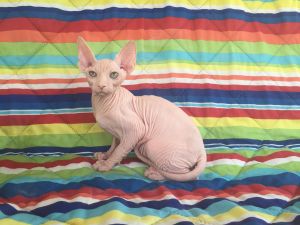 Handsome Sphynx Male Tica Reg.