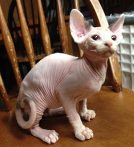 Sphynx kittens