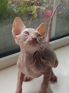 Sphynx kitten