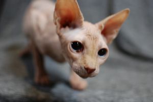 Gorgeous Purebred Hairless Sphynx Kittens