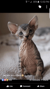 Sphynx kittens for sell California