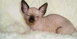 Two Beautiful Sphynx babies!