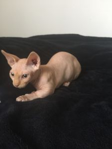 Sphynx Kittens for lovely homes