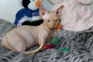 Sphynx kittens ready