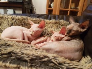Sphynx kittens for sale