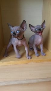 5 Star Sphynx Show Quality Kittens