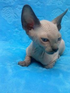 Beautiful Sphynx kittens Available