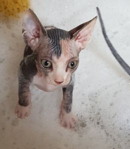 4 Pedigree Sphynx Girls For Sale