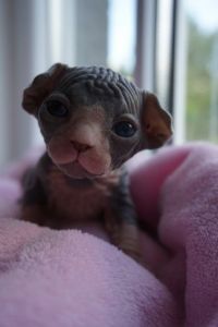 Show Quality Full Pedigree