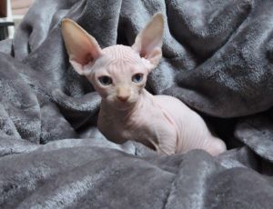 Show Quality Full Pedigree