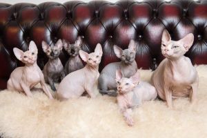 Pedigree Sphynx Kittens For Sale