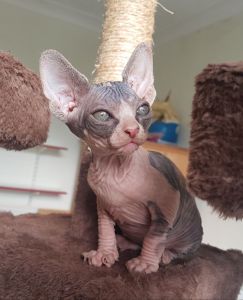 Sphynx Cats
