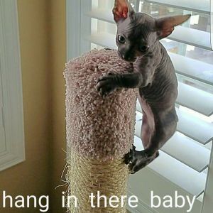 Sphynx kittens bambino kittens available