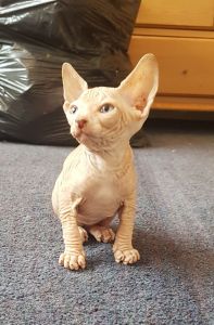Beautiful Sphynx kittens