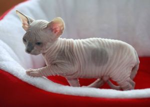 Adorable Sphynx Kittens