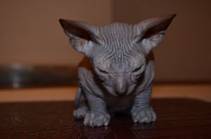 Donskoy Sphynx Kitten For Sale