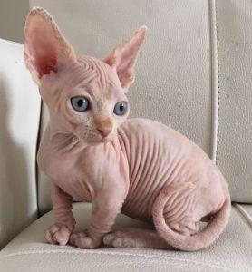 supper sphynx kitten for sale..