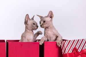 Sphynx Kittens, Tica Registered, Blue Eyes, Shots, Fixed, Health Guara