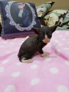 Beautiful Sphynx Kittens(***) ***-***2