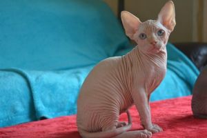 Amazing Sphynx Kittens Available Now TEXT (***) ***-***6