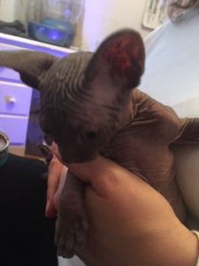 Sphynx & Bambino kittens