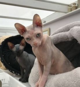 Last Handsome Sphynx Boy Of Litter/Text or call ***
