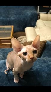 Sphynx kittens available!