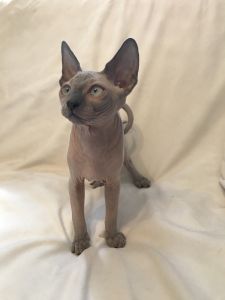 Female Sphynx kitten