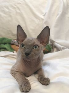 Sphynx kitten