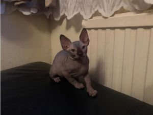 Beautiful Grey Sphynx Boy For New Homes