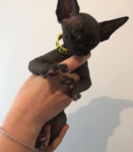 kittens are ready to go home.