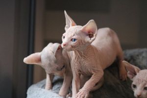 Sphynx Kittens For Sale