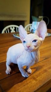 blue eyes Sphynx kitten